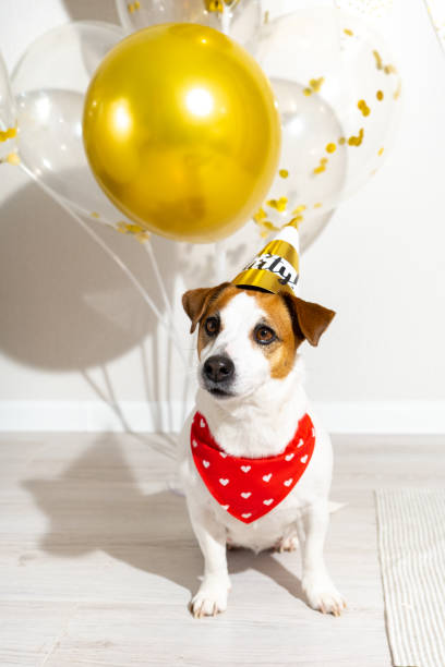 istock Ddog in party hat and red bandana looking at camera on light background. 1370665544