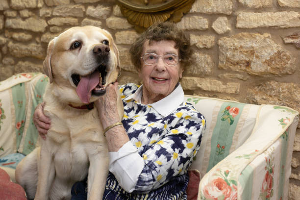 Portrait of an active, cheeky, happy and healthy 94 year old great grandmother sat with her faithful companion pet Labrador dog smiling at the camera. stock photo