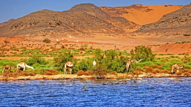 jezioro nasser - lake nasser zdjęcia i obrazy z banku zdjęć