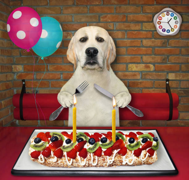 istock Dog labrador eats berry meringue roulade 2 1370669322