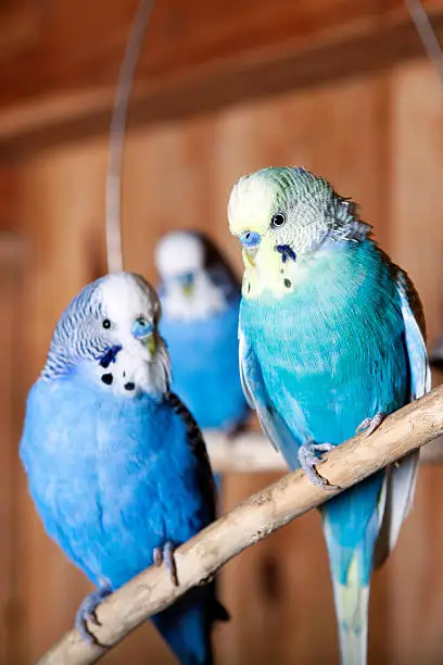 Photo of Pet budgerigars in aviary