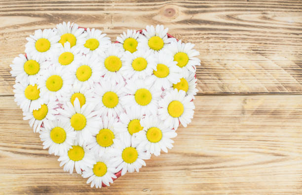 istock beautiful summer background with white daisy 1370671223