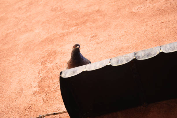 Cute pigeon sitting on a canopy and looking down