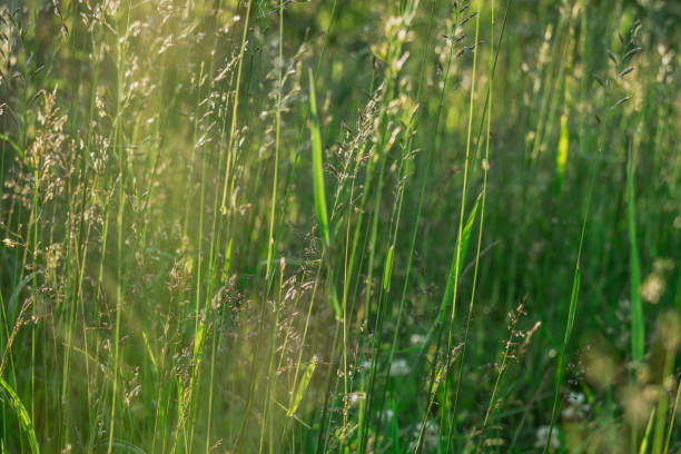istock meadow with spikelets of green grass on a summer day 1370672880