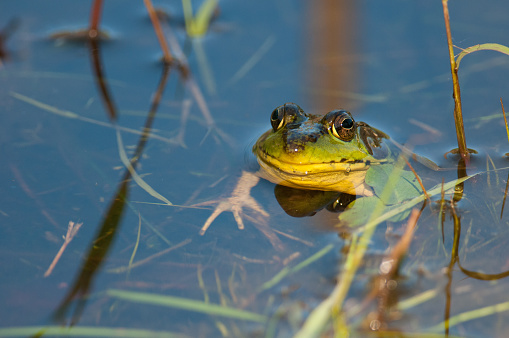 common frog by pairing in czech nature