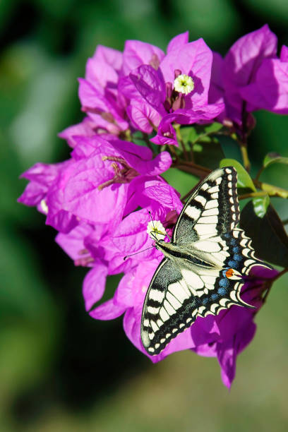 istock A macaone butterfly on buganvillea flowers 1370674627