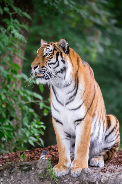 tigre du bengale assis sur une pierre et regardant quelque chose - seated tiger photos et images de collection