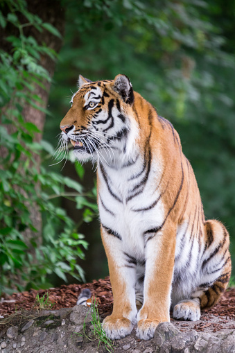 Bengal Tiger sitting on a Stone and Looking at something