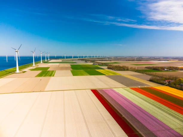 istock Wind turbines with colorful fields of blossoming tulips during springtime from above 1370675790