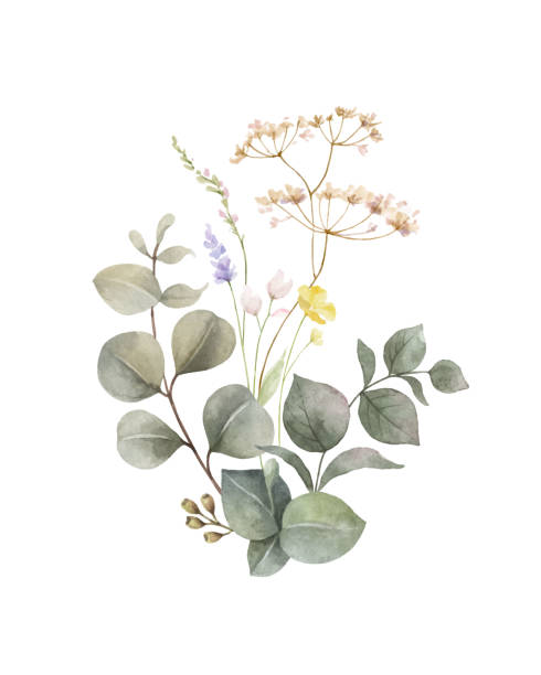 illustrazioni stock, clip art, cartoni animati e icone di tendenza di acquerello vettoriale eucalipto verde e composizione dei fiori di prato. illustrazione floreale per saluti, sfondi, invito, cancelleria di nozze, moda, sfondo. - wildflower