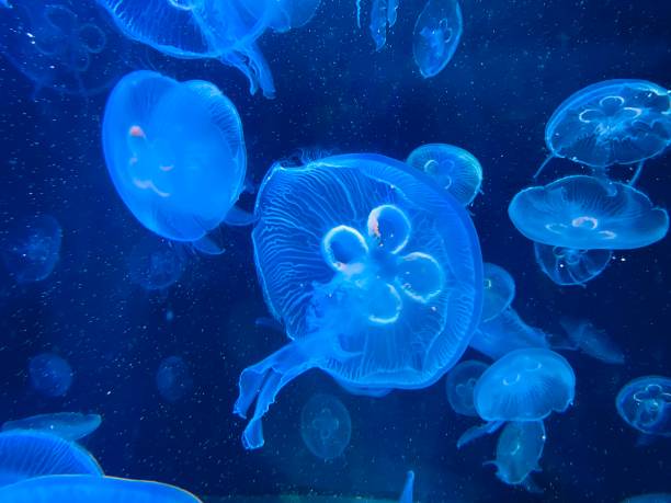 istock Moon Jellyfish in an aquarium 1370676858