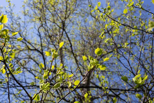 Close up of the leaves of Liriodendron tulipifera known as the tulip tree, American tulip tree, tulipwood, tuliptree, tulip poplar, whitewood, fiddletree, and yellow-poplar.