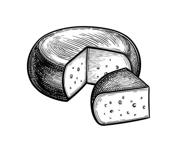 Vector illustration of Gouda cheese ink sketch.