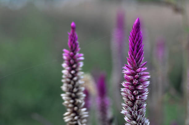 Celosia argentea flower or cockscomb blur background