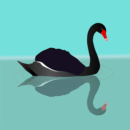 Free download of Black Swan Silhouette Vector Graphic