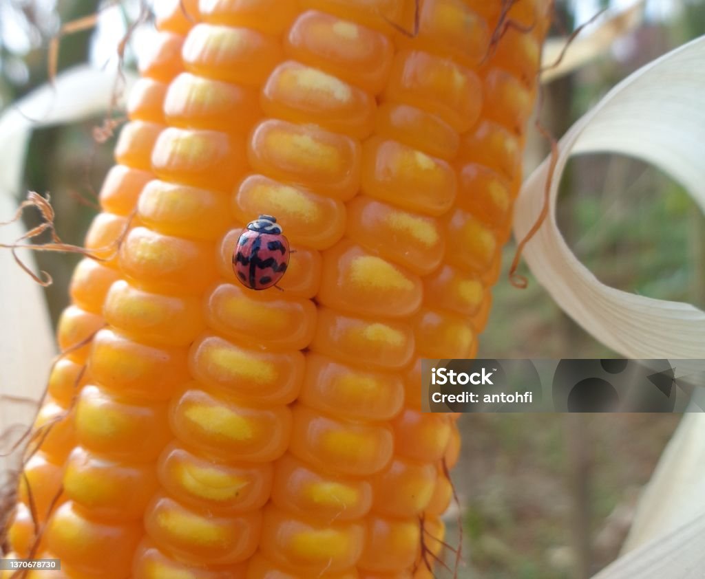 Java Ladybug Ladybug On Corn Stock Photo - Download Image Now - Agricultural Field ...
