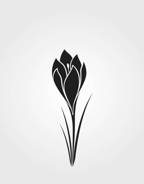 crocus flower black silhouette. spring flower design element vector art illustration