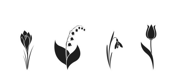ilustrações, clipart, desenhos animados e ícones de flor de primavera conjunto silhueta preta. açafrão, gota de neve, tulipa e lírio do vale - snowdrop lily silhouette black