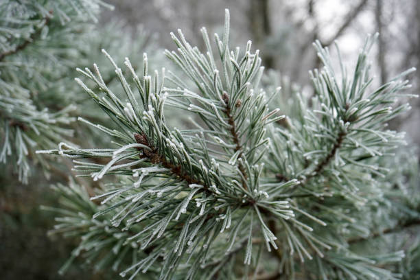 istock Close up of frost on pine tree needles 1370681793