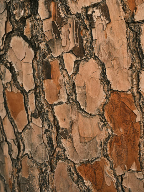 istock old wooden texture close up 1370683674