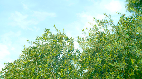 Green olives on the olive tree, on its branch.