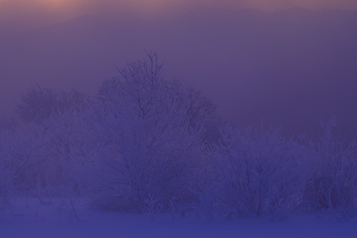 Winter dawn landscape