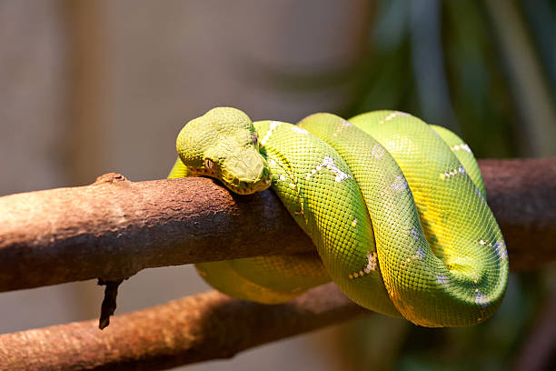 Emerald tree boa. Emerald tree boa - Corallus caninus. green boa snake corallus caninus stock pictures, royalty-free photos & images