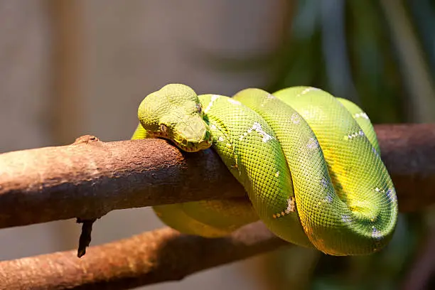 Emerald tree boa - Corallus caninus.