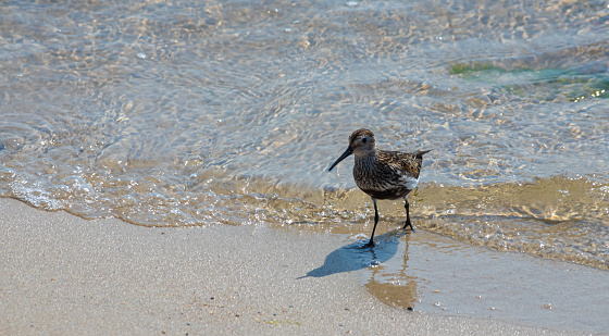 A Dunlin is walking on the beach. Also known as a Red-backed Sandpiper.