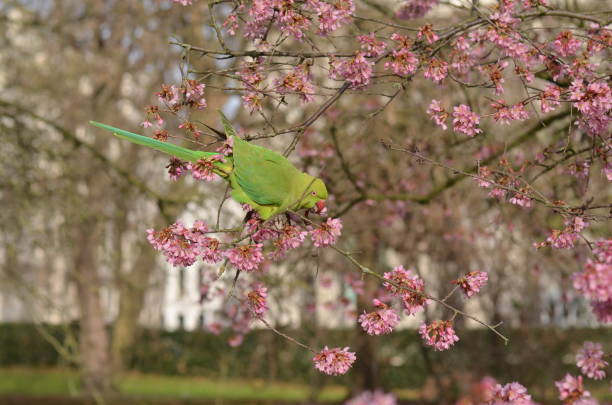istock Parakeet on a blossoming cherry tree in London 1370685378