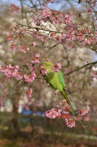 istock Parakeet on a blossoming cherry tree in London 1370685398