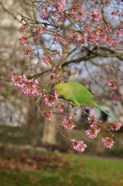 istock Parakeet on a blossoming cherry tree in London 1370685399