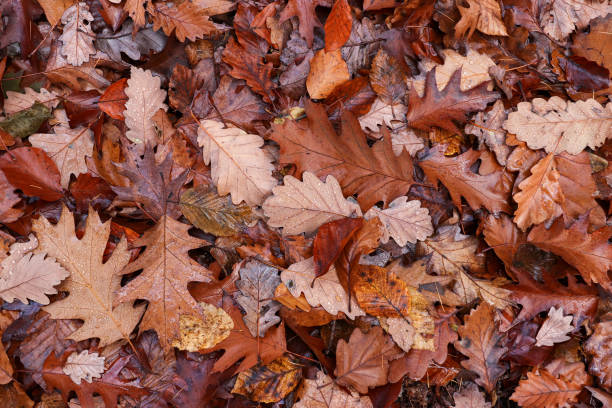 Photo of Fallen oak leaves