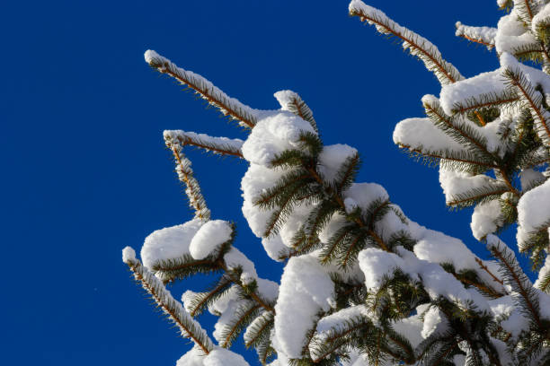 istock Spruce branch with small green needles under fluffy fresh white snow close-up. blurry winter forest in the background 1370685973