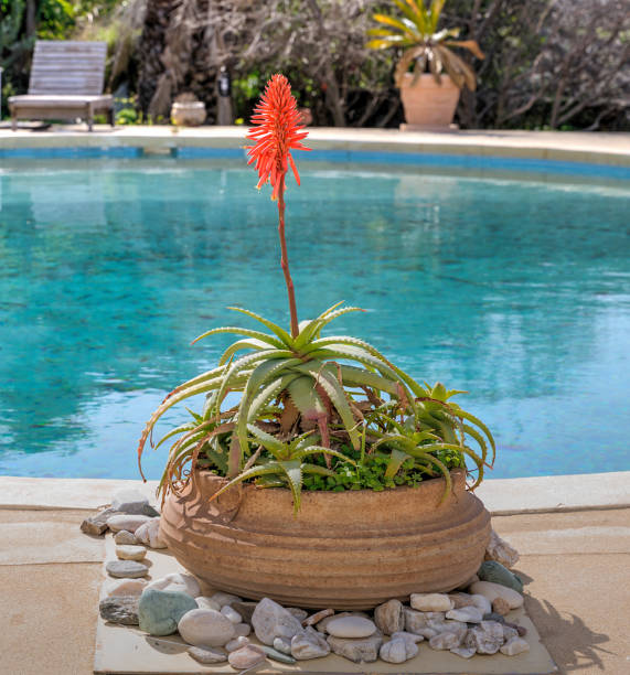 Beautiful garden design with pool - Buenos Aires - Argentina