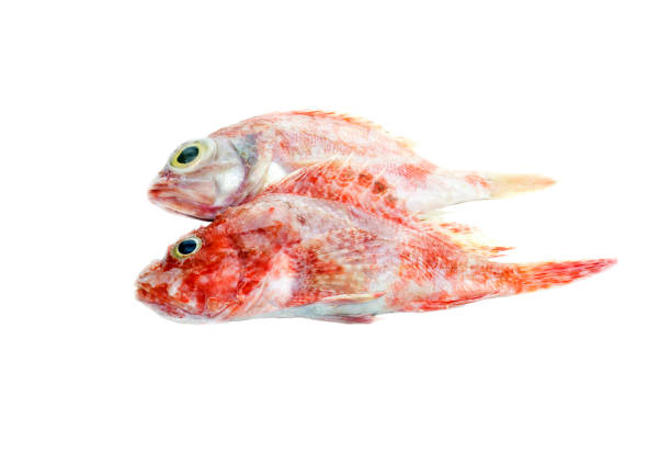 istock The red grouper on a white background close-up 1370687761