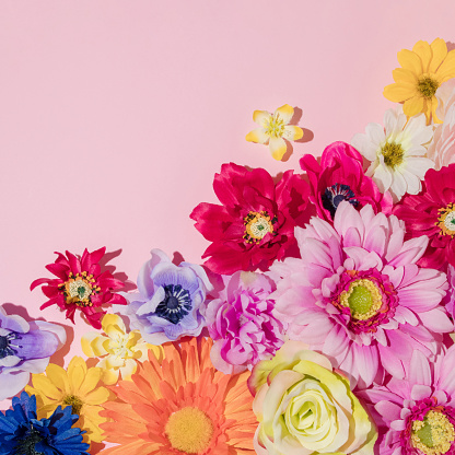 Bright yellow, orange, rose, raspberry red, purple, white and dark blue spring flowers blooming on pastel pink background. Minimal spring concept. Creative arrangement idea.