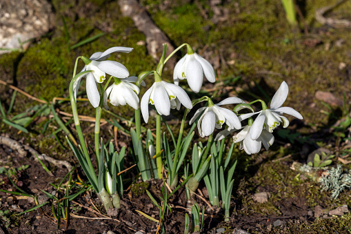 Snowdrops (galanthus) Flore Pleno an  early winter spring flowering  bulbous plant with a white springtime double flower which opens in January and February in a woodland wildflower setting