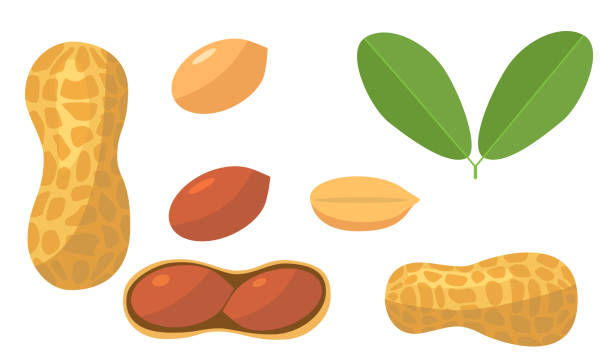 漫画スタイルの葉と新鮮なピーナッツ。ベクトル全体、半分とナッツピーナッツは白い背景に分離。 - peanut点のイラスト素材／クリップアート素材／マンガ素材／アイコン素材