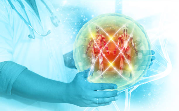 istock Doctor's hand shows a human anatomy on medical background 1370689285