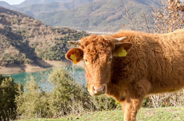 istock The bull grazing in a mountain meadow 1370690021