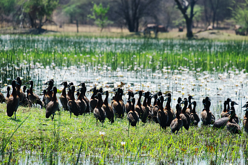 Photo of a flock of african geese at the Okavango Delta in Botswana.