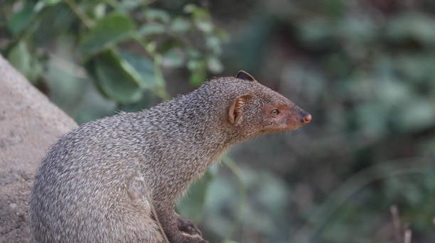 istock Indian grey mongoose sitting and looking 1370690596