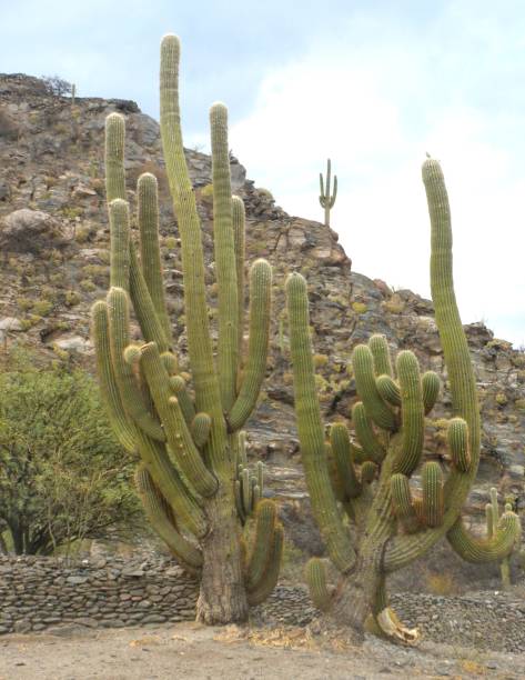 Desert  Cardon Cacti Field