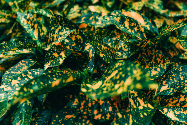 folhas verdes com manchas amarelas. arbusto. aucuba japonica ou louro japonês ou louro manchado - loureiro do japão - fotografias e filmes do acervo