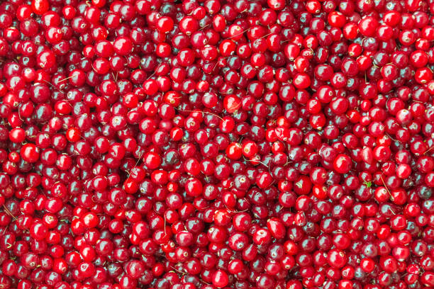 istock Background of red ripe berries 1370691588