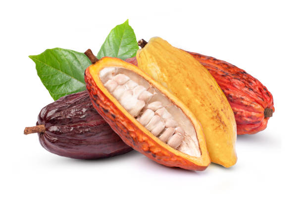 istock fresh cocoa fruits isolated on white 1370691760