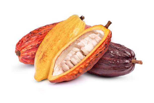 istock fresh cocoa fruits isolated on white 1370691774