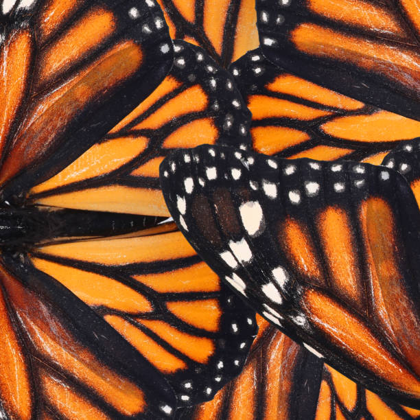 istock Beautiful monarch butterfly wings as background, closeup 1370692083