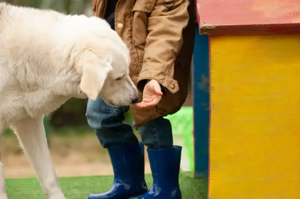 Photo of Socialization of the dog with a human being